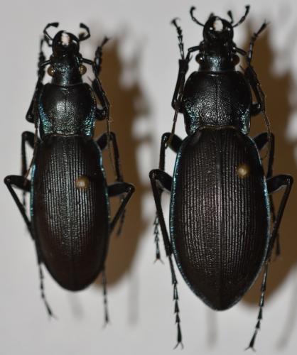 Réf. 274 015 : Carabus violaceus purpurascens